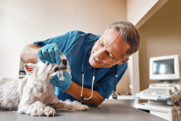 Best Emergency Dental Care for Abscessed Tooth in Walker, MI
